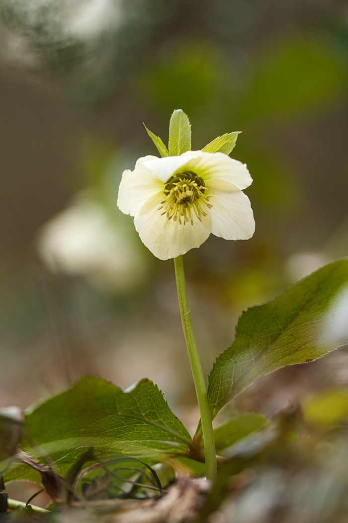 Image of Helleborus caucasicus specimen.