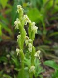 Platanthera oligantha. Соцветия. Магаданская обл., Ольский р-н, Ольское шоссе, среди кустарников. 15.07.2013.