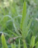 Papaver rhoeas