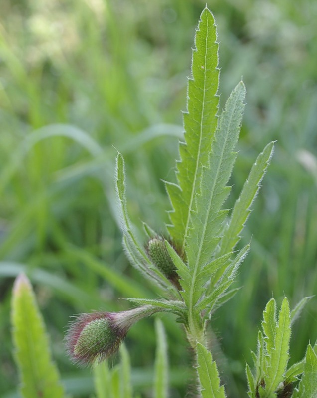 Изображение особи Papaver rhoeas.