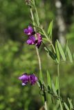 Lathyrus pilosus. Верхняя часть цветущего побега. Амурская обл., Магдагачинский р-н, окр. пос. Магдагачи, опушка смешанного леса вдоль берега водохранилища (р. Горчаки). 30.06.2016.