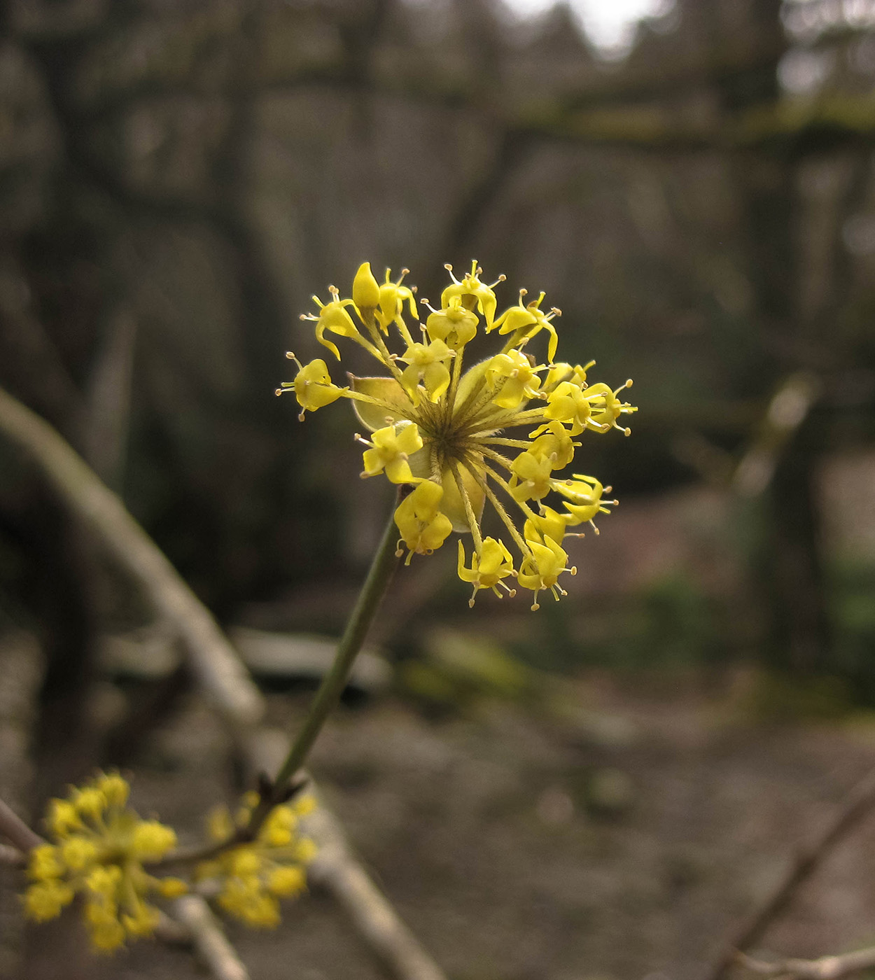 Image of Cornus mas specimen.