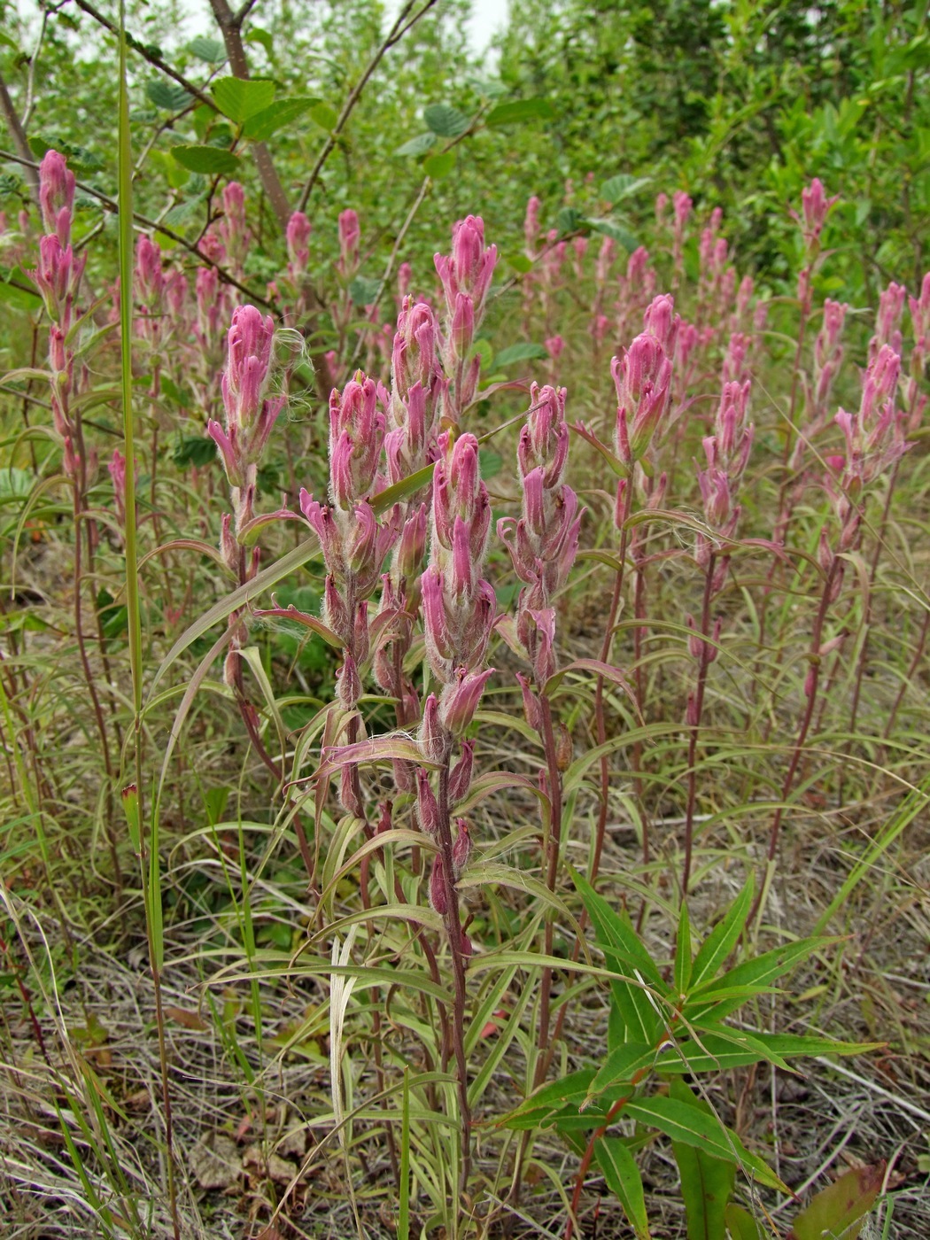 Image of Castilleja rubra specimen.