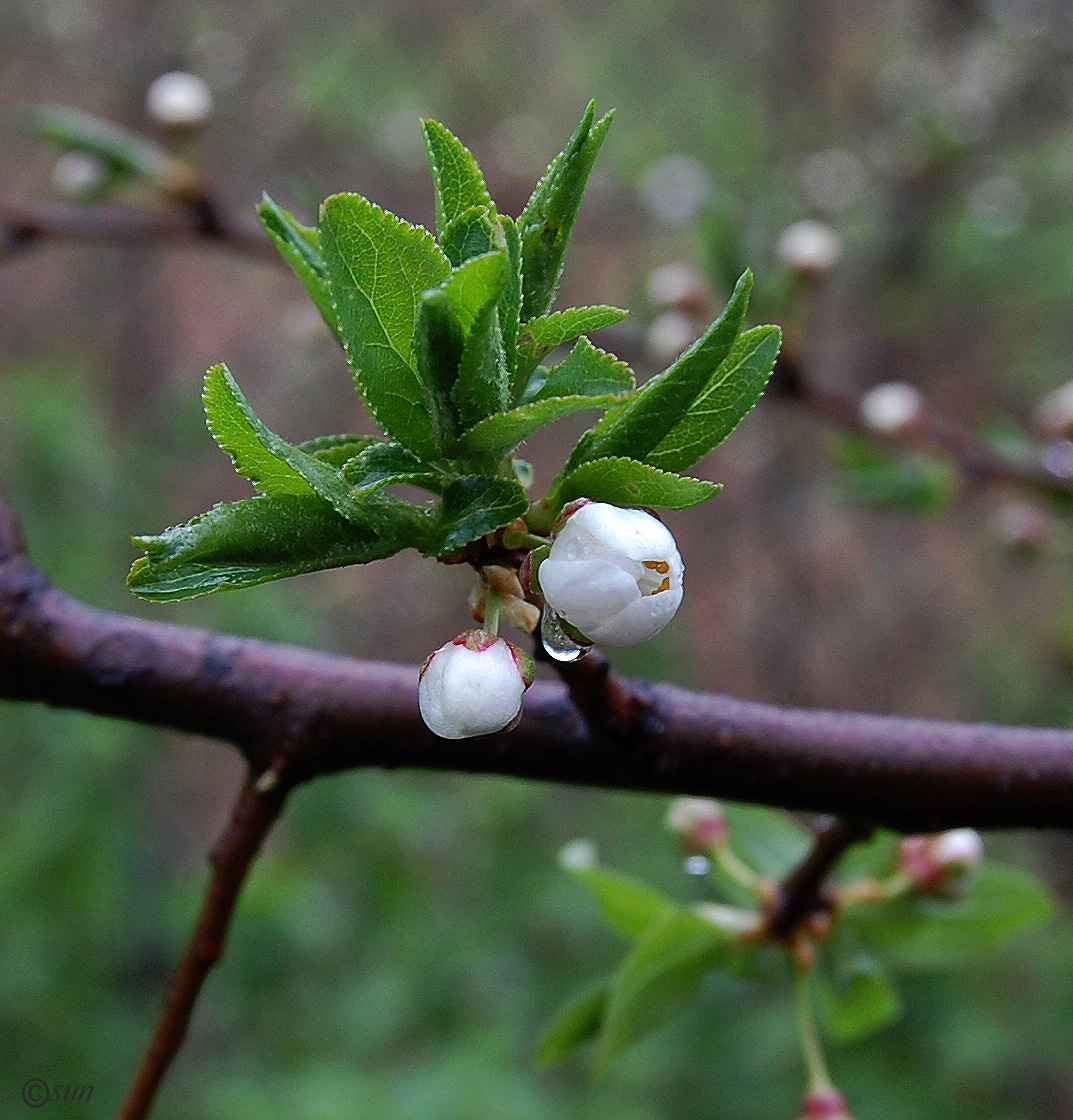 Изображение особи Prunus cerasifera.