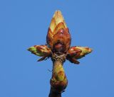 Aesculus hippocastanum. Почки на верхушке побега. Московская обл., Раменский р-н, окр. дер. Хрипань, садовый участок. 30.04.2017.