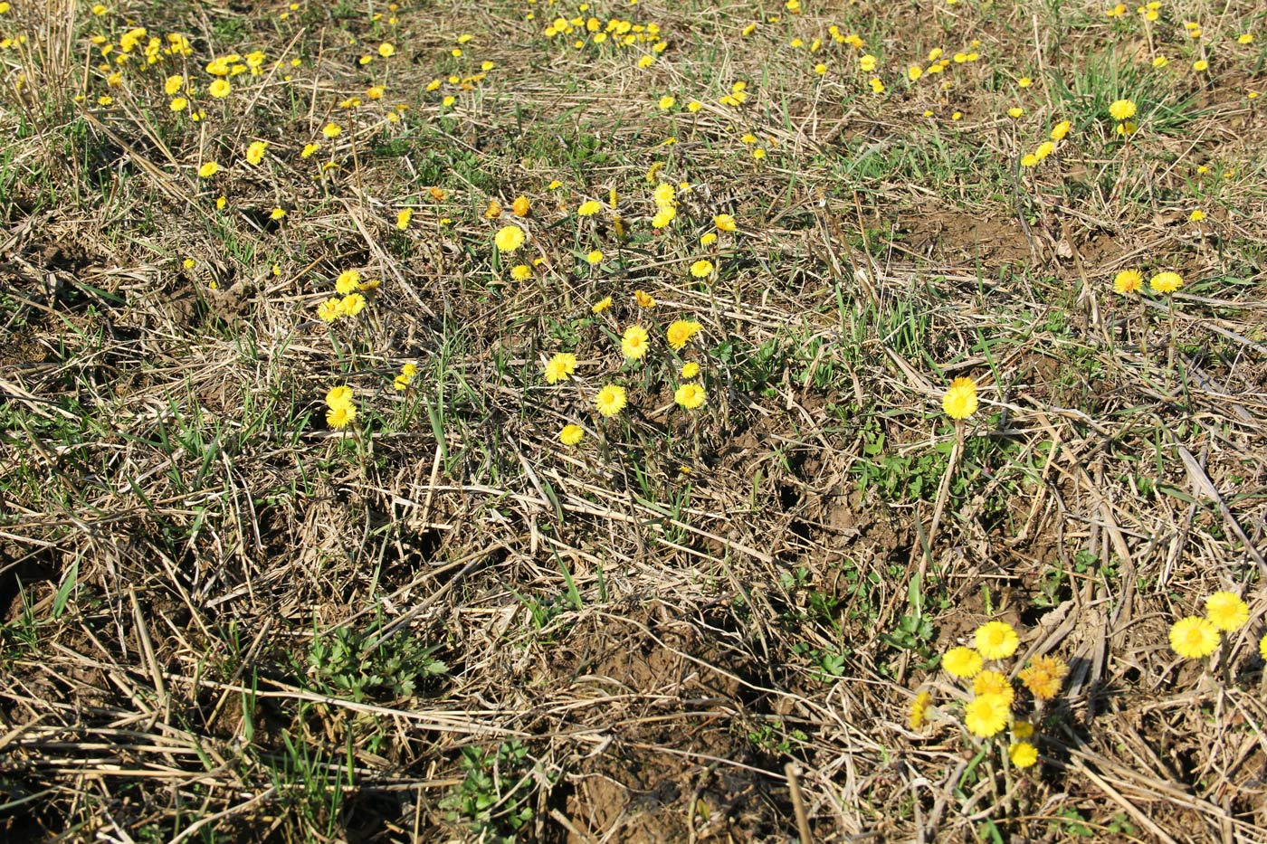 Image of Tussilago farfara specimen.