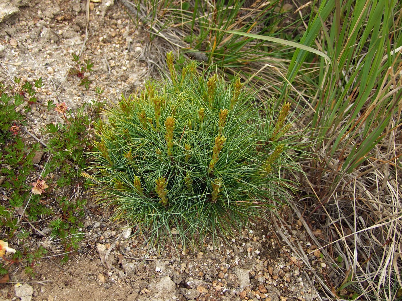 Image of Pinus pumila specimen.