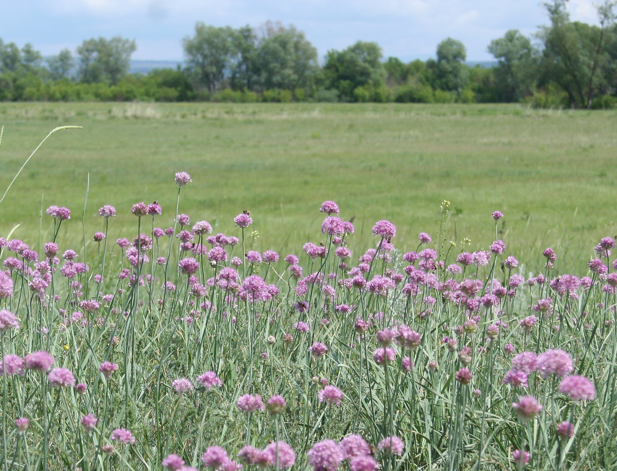 Image of Allium caricifolium specimen.