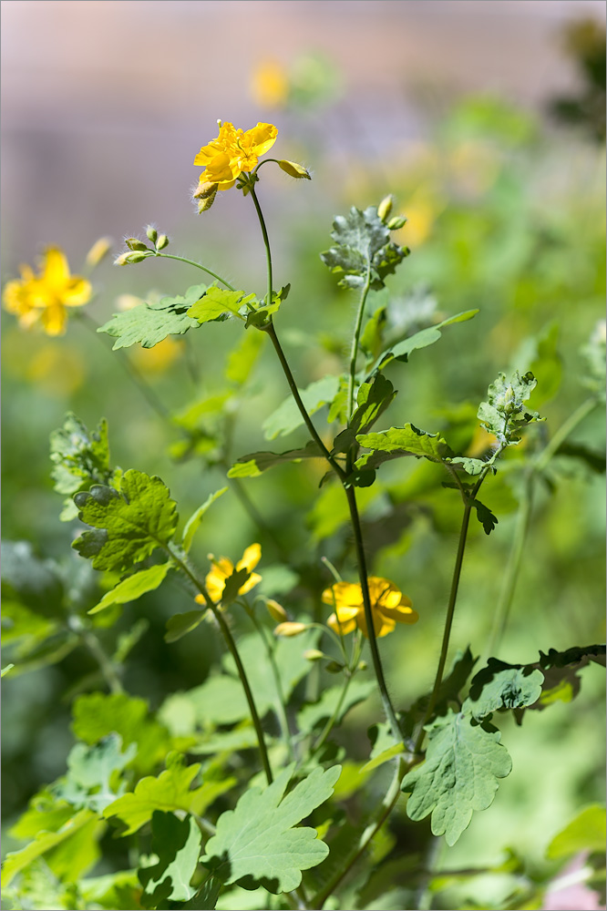 Изображение особи Chelidonium majus.