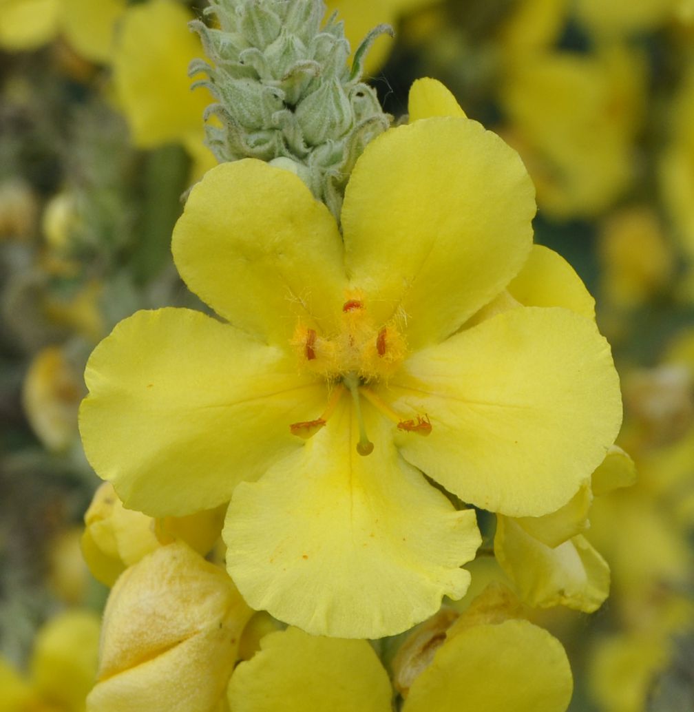 Изображение особи род Verbascum.