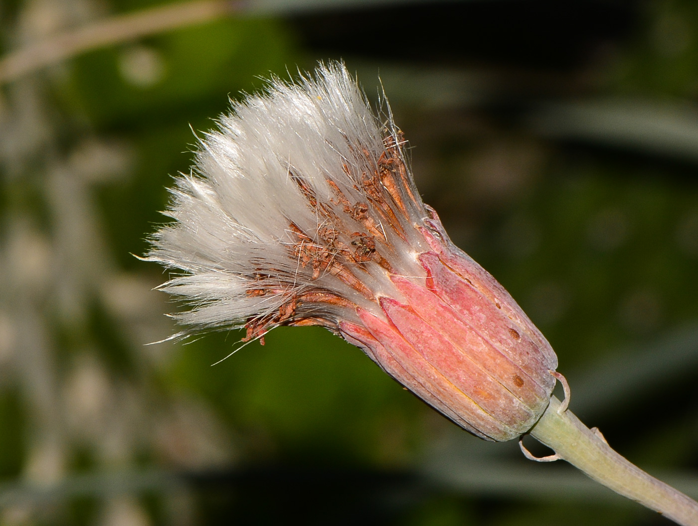 Image of Kleinia stapeliiformis specimen.