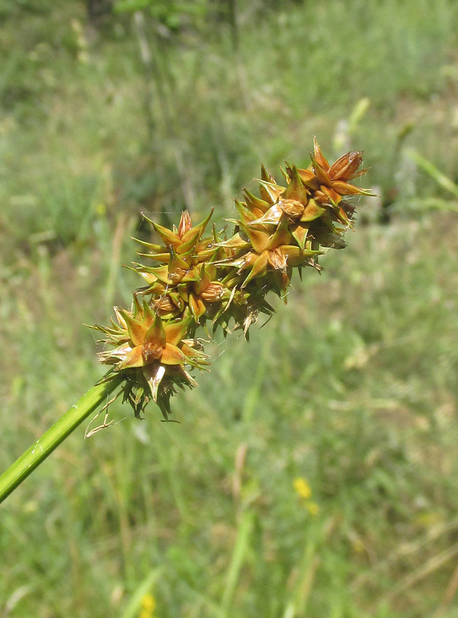 Изображение особи Carex otrubae.