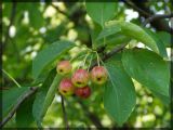 Malus baccata