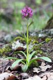 Dactylorhiza подвид georgica