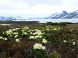 Rhododendron aureum. Цветущие растения. Камчатский край, Усть-Большерецкий р-н, Толмачёвский дол, озеро Толмачёва, кустарниково-лишайниковая тундра. 28.06.2017.