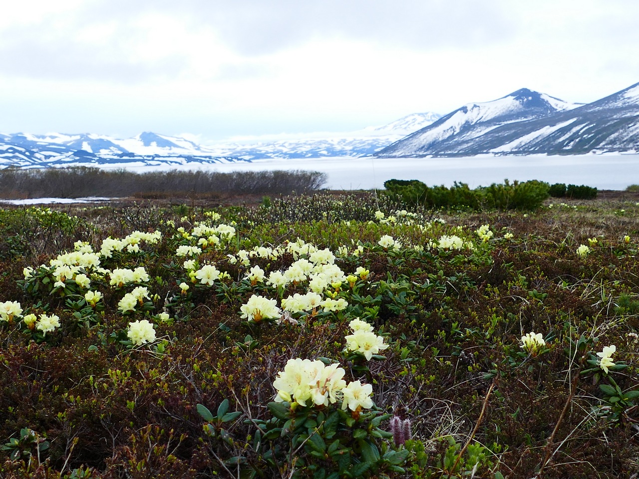 Image of Rhododendron aureum specimen.