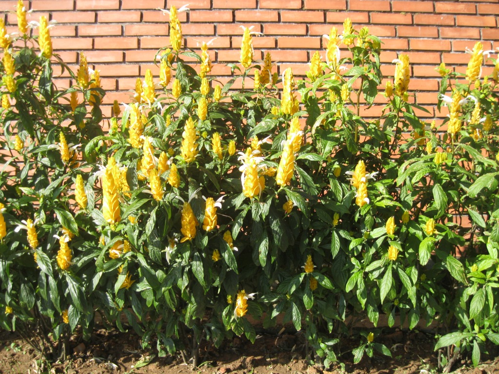 Image of Pachystachys lutea specimen.