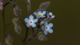 Myosotis arvensis