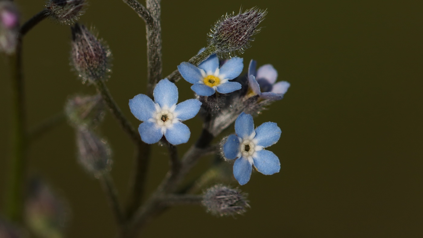 Изображение особи Myosotis arvensis.