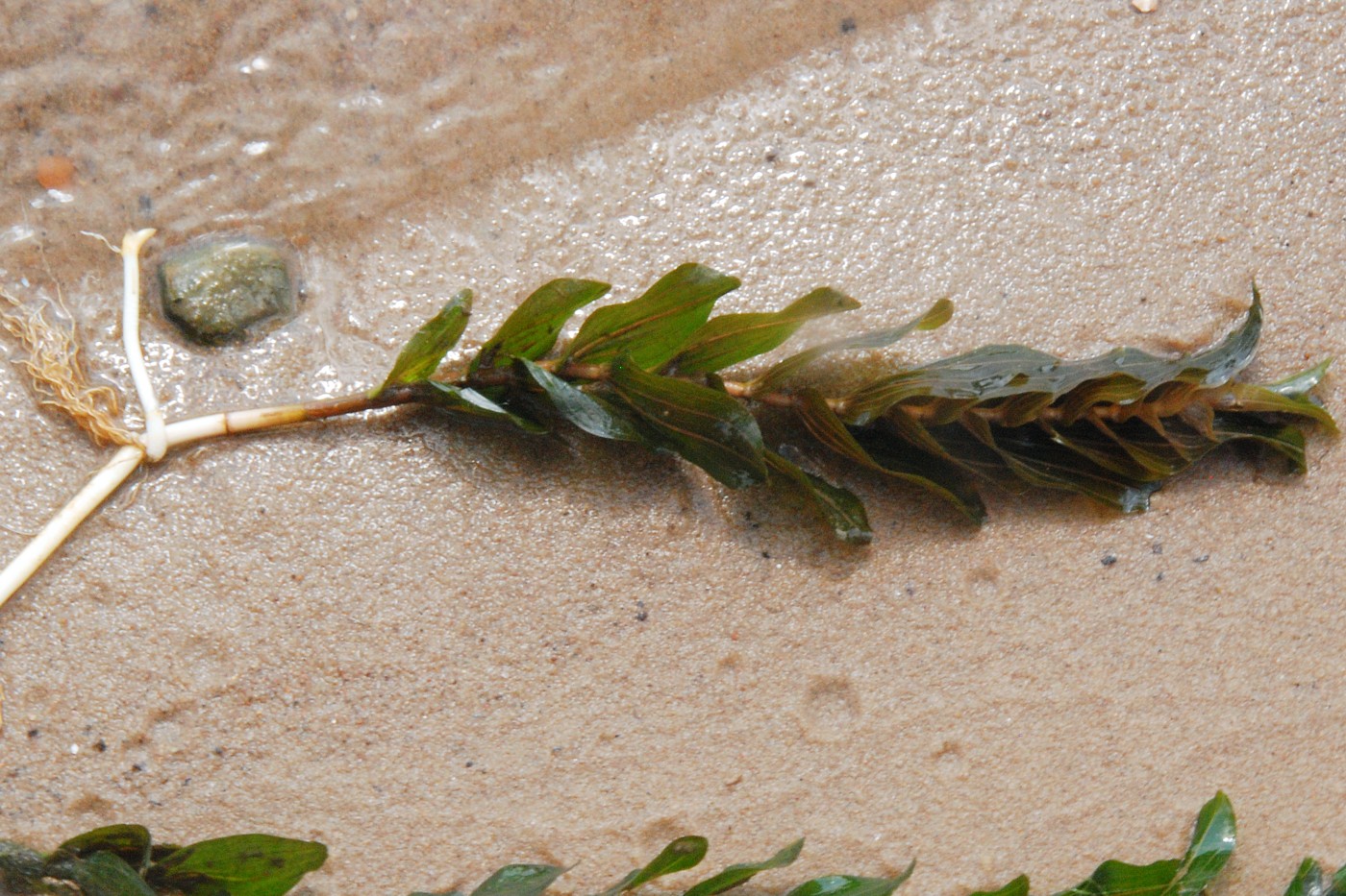 Image of Potamogeton perfoliatus specimen.