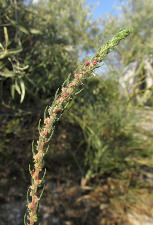 Image of Bassia laniflora specimen.