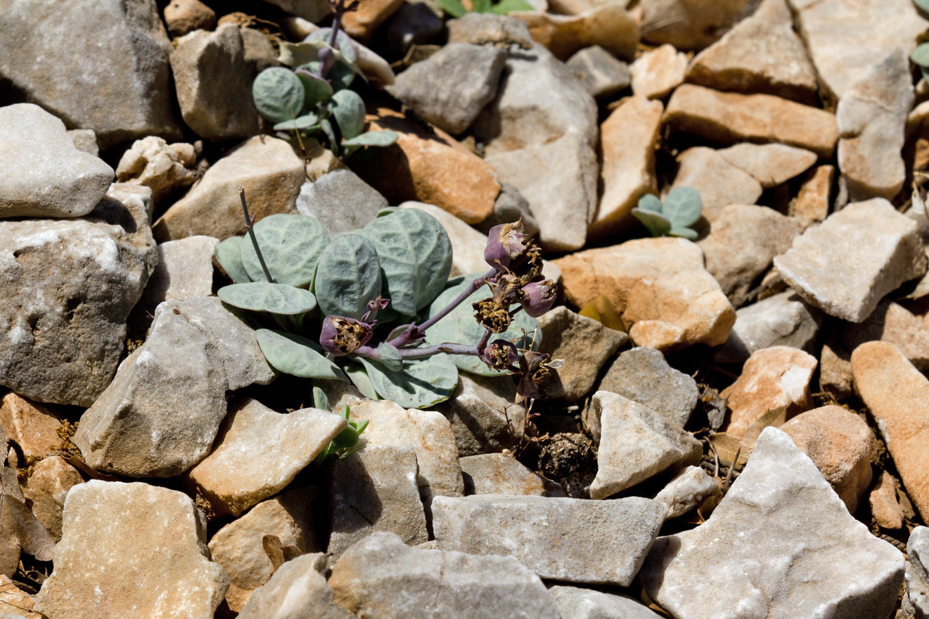 Image of Oberna variegata specimen.