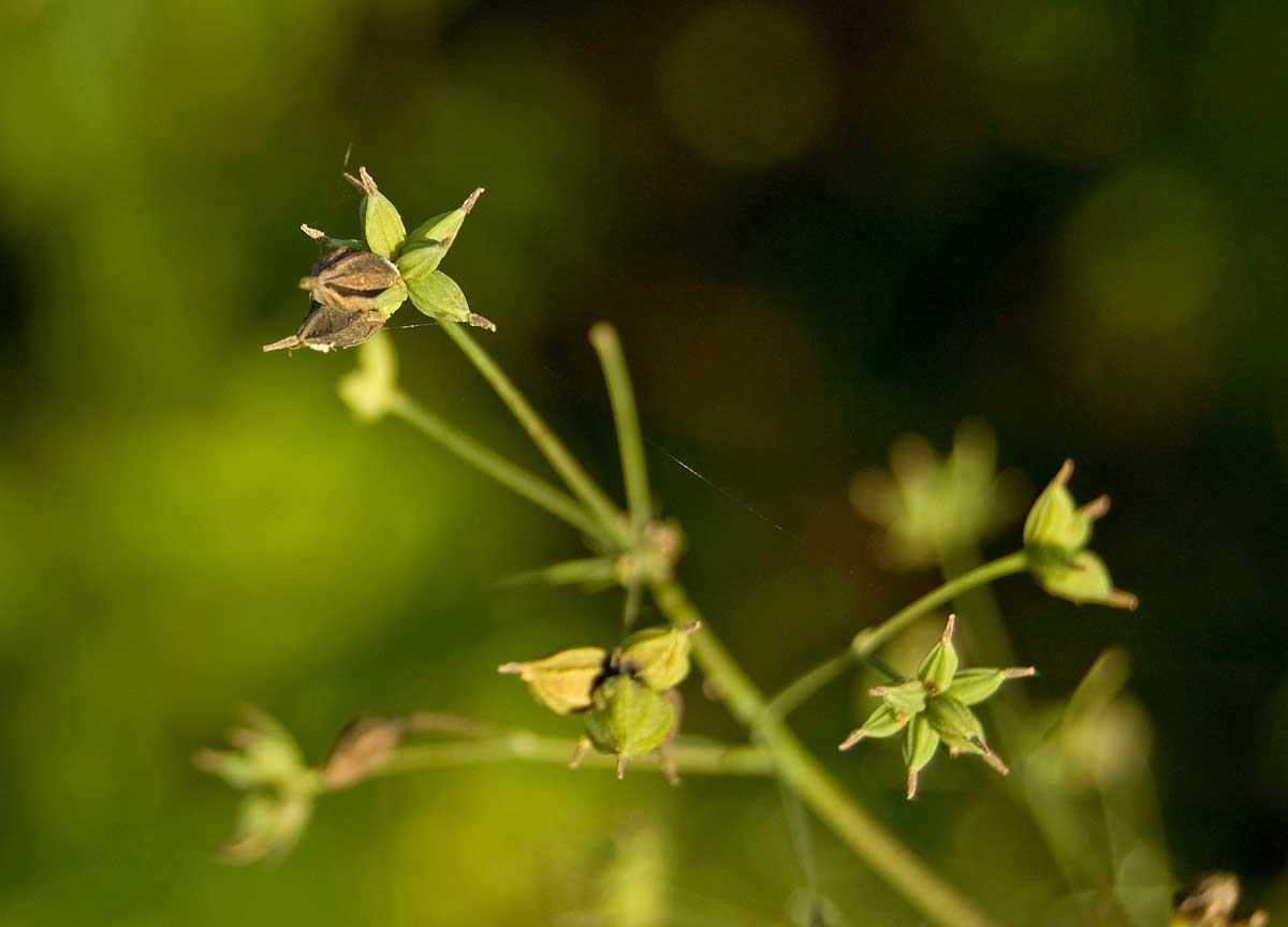 Image of Thalictrum simplex specimen.