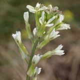 Erysimum leucanthemum