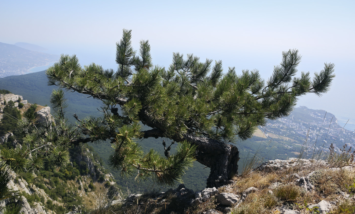 Image of Pinus pallasiana specimen.