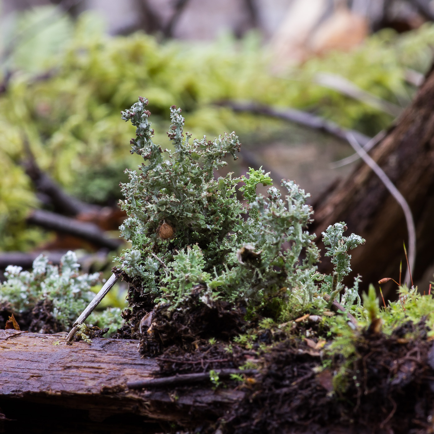 Изображение особи Cladonia furcata.