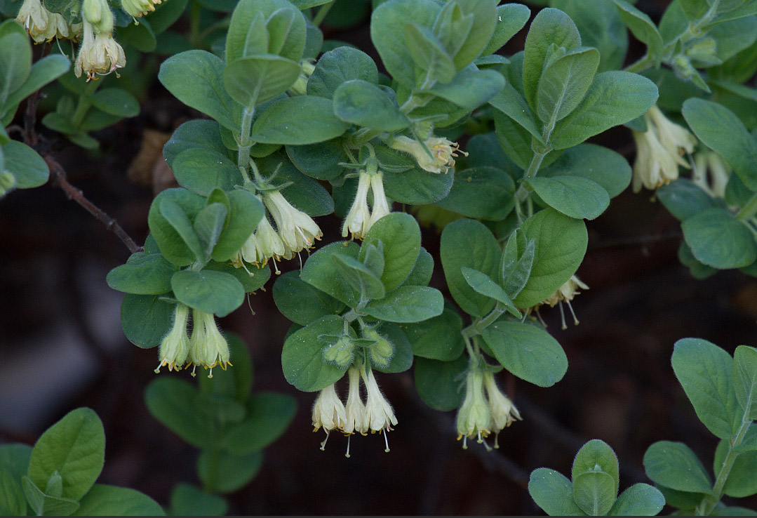 Image of Lonicera pallasii specimen.