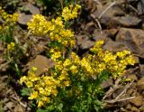 Barbarea vulgaris