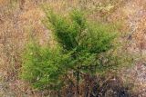 genus Artemisia. Растение. Дагестан, окр. бархана Сарыкум, степь. 16.08.2017.