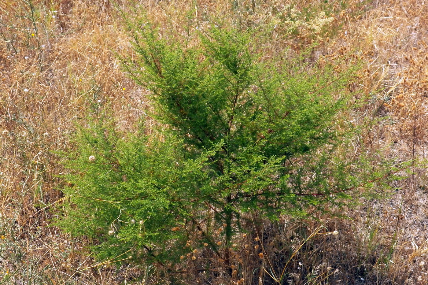 Image of genus Artemisia specimen.