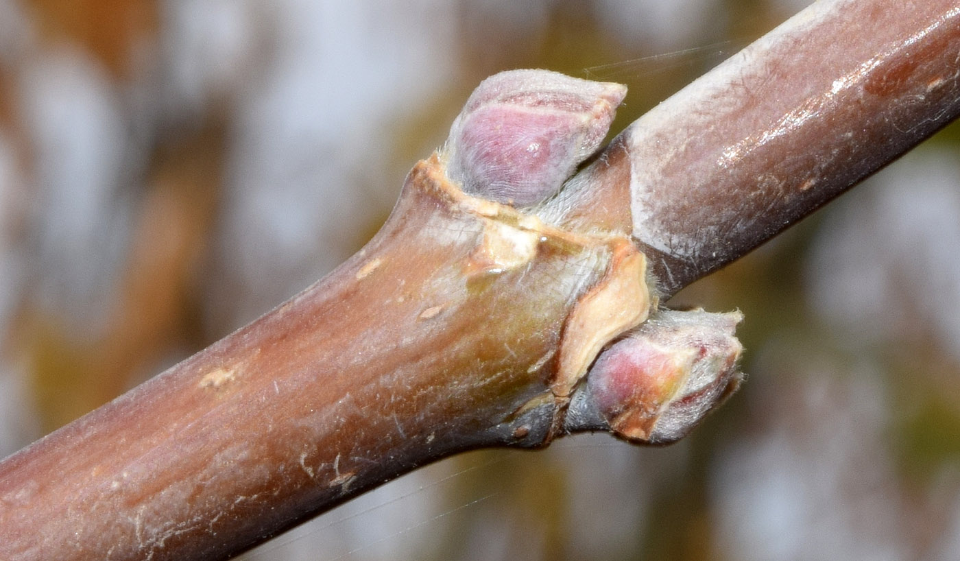 Image of Acer negundo specimen.