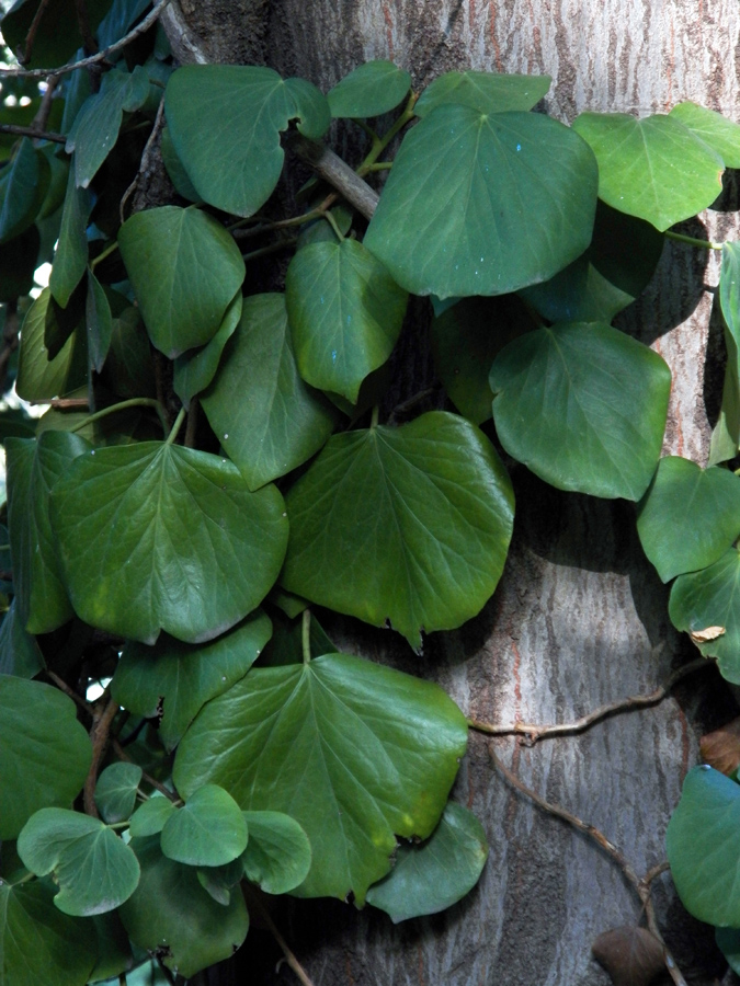 Image of Hedera colchica specimen.
