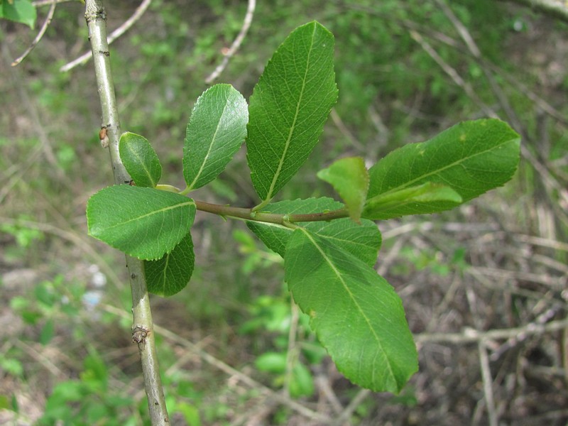 Image of Salix triandra var. glaucophylla specimen.