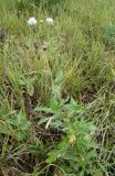 Cirsium arvense