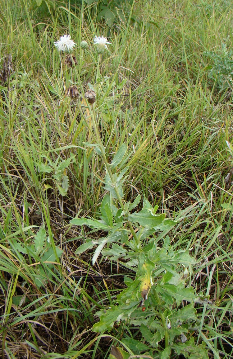 Изображение особи Cirsium arvense.