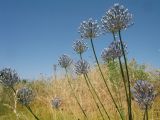 Allium caesium