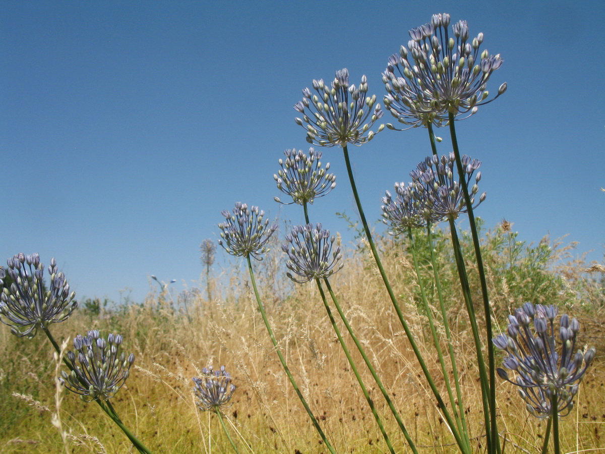 Изображение особи Allium caesium.