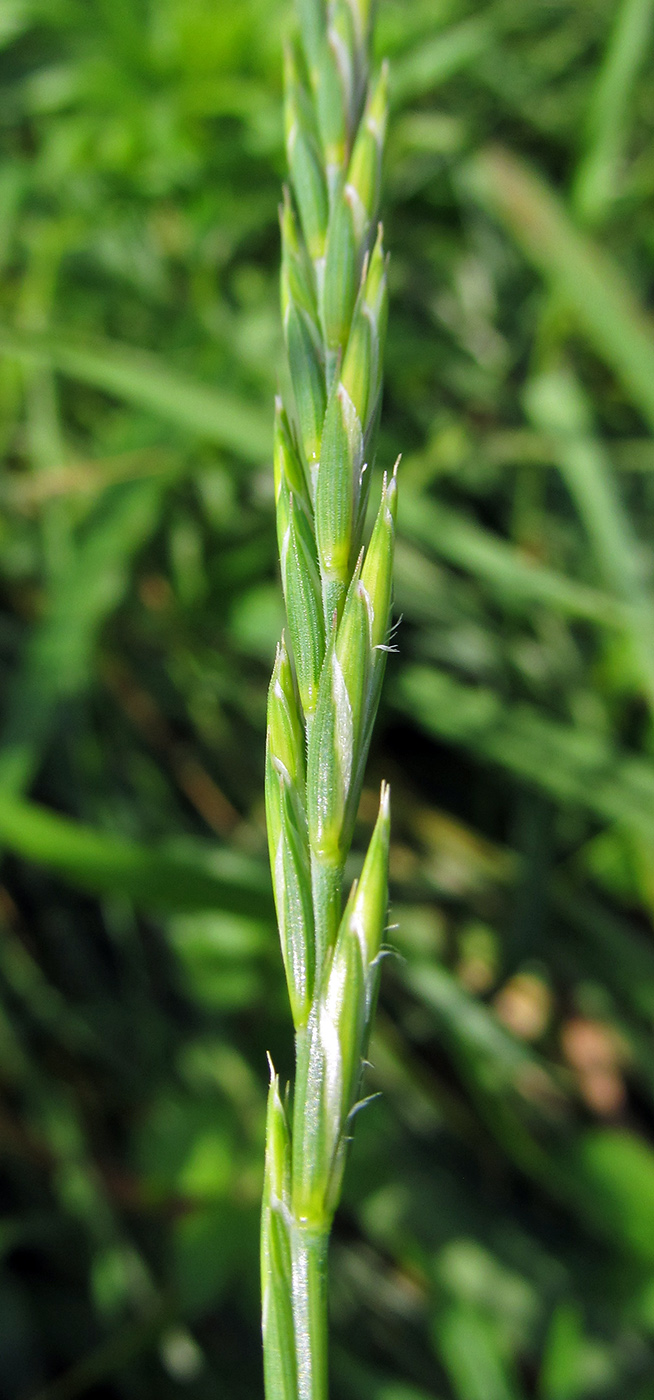 Изображение особи Elytrigia repens.