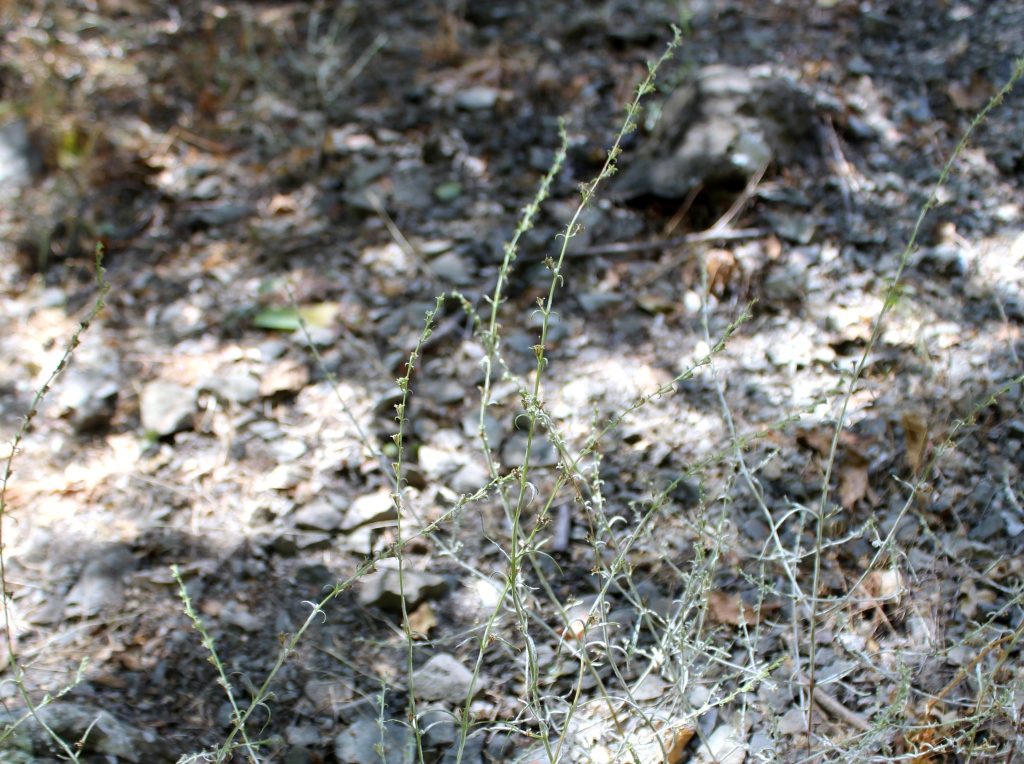 Изображение особи Leptorhabdos parviflora.