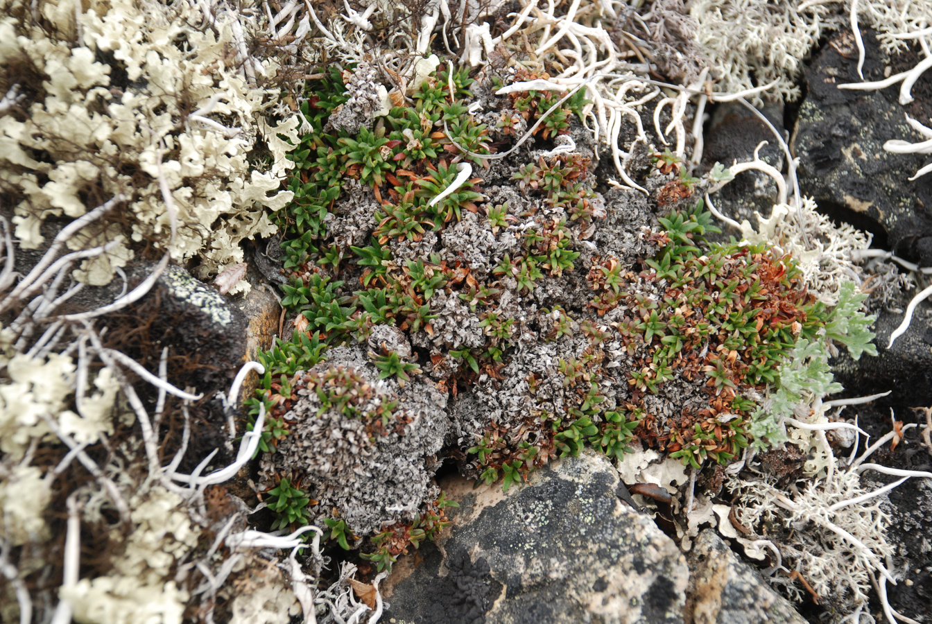 Изображение особи Douglasia ochotensis.