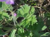 Geranium albanum