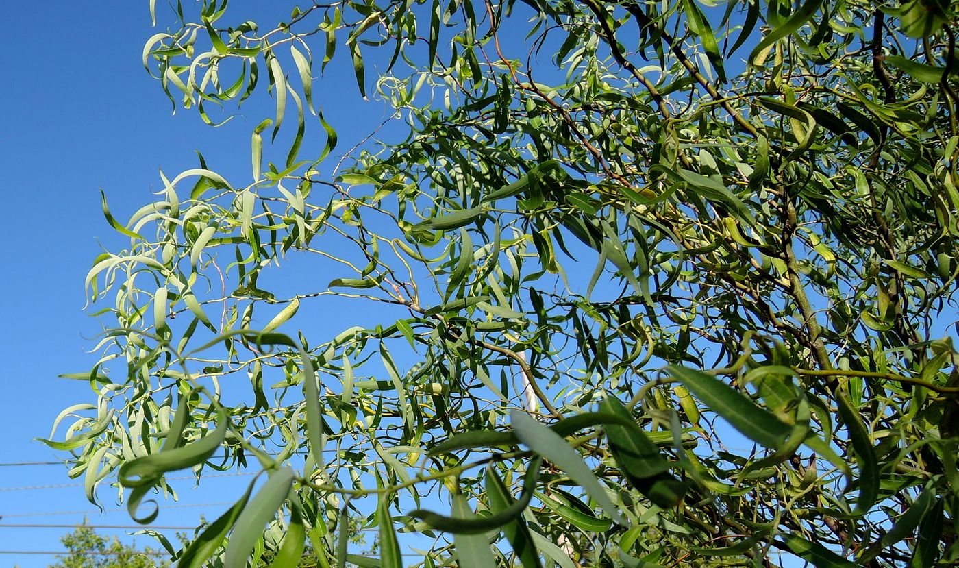 Image of Salix matsudana specimen.