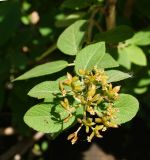 Viburnum lantana