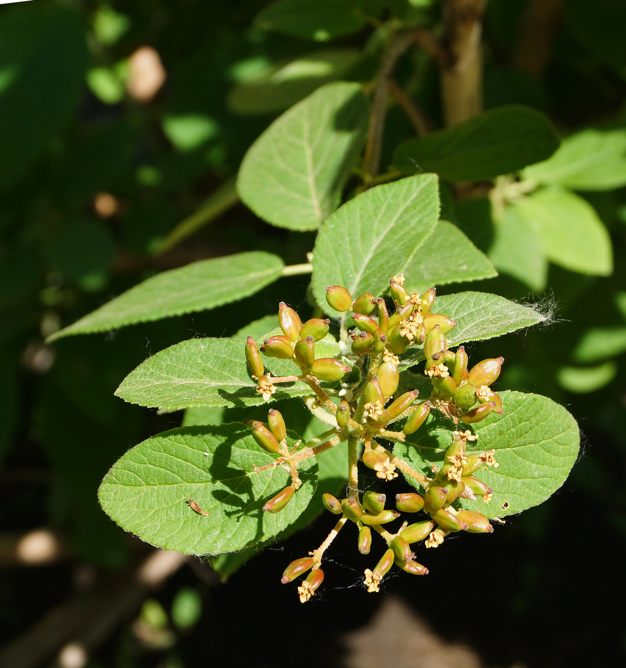 Image of Viburnum lantana specimen.