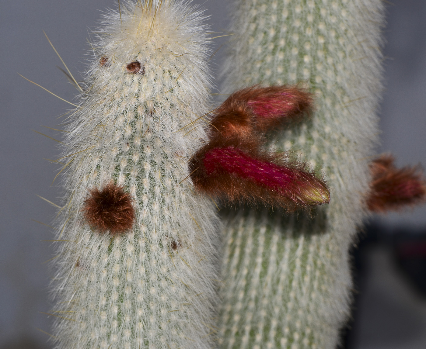 Image of Cleistocactus straussii specimen.