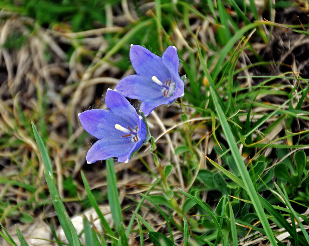 Image of Campanula biebersteiniana specimen.